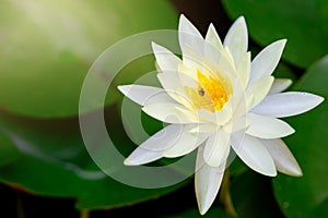 Beautiful Lotus Flower with Yellow stamen ,Green leaf in pond and sunlight