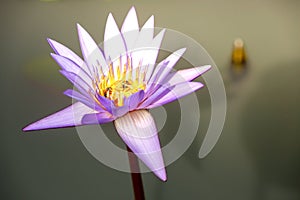 Beautiful Lotus Flower with Yellow stamen ,Green leaf in pond and sunlight