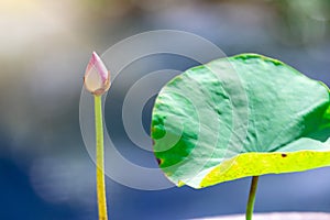 Beautiful Lotus Flower with Yellow stamen ,Green leaf in pond and sunlight