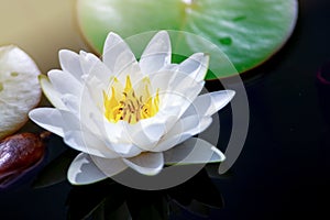 Beautiful Lotus Flower with Yellow stamen ,Green leaf in pond and sunlight