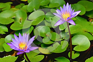 beautiful lotus flowers