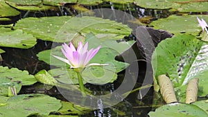 Beautiful lotus flowers in water