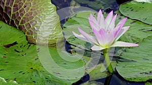 Beautiful lotus flowers in water