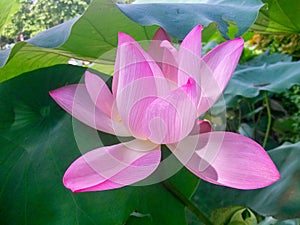 The beautiful lotus of honghu park.