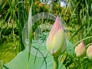 The beautiful lotus of honghu park.