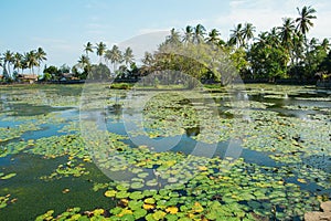 Beautiful lotus lagoon in Candidasa, Bali photo