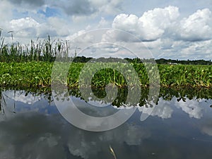 Beautiful lotus lake with green aquatic plants.