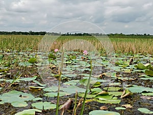 Beautiful lotus lake with lotus flower and aquatic plants.