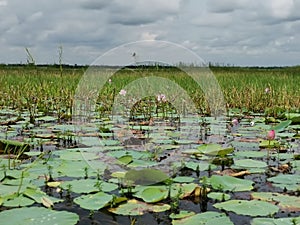 Beautiful lotus lake with lotus flower and aquatic plants.