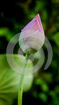 Beautiful lotus with leaf.