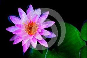 Beautiful lotus leaf near the pond, pure natural background, red lotus,