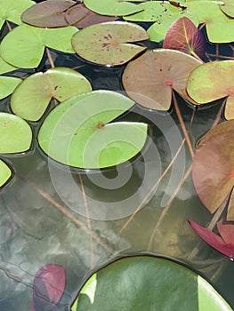 Beautiful Lotus Leaves in the Tub