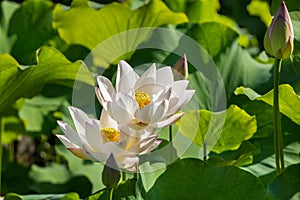 Beautiful lotus and lotus leaves