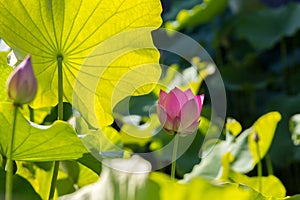 Beautiful lotus and lotus leaves