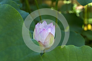 Beautiful lotus and lotus leaves