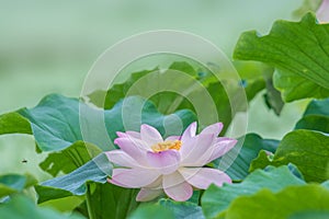 Beautiful lotus and lotus leaves