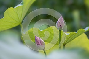 Beautiful lotus and lotus leaves