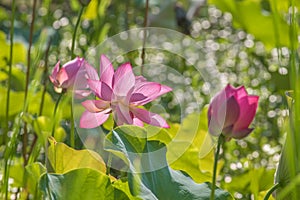 Beautiful lotus and lotus leaves