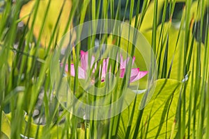 Beautiful lotus and lotus leaves