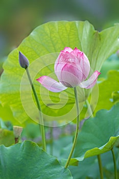 Beautiful lotus and lotus leaves