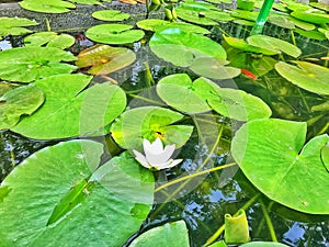 The beautiful lotus in nature .