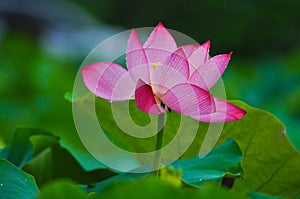 Beautiful lotus pond in summer in China .Lotus flower