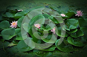 Beautiful lotus pond in summer in China .Lotus flower