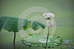 Beautiful lotus pond in summer in China .Lotus flower