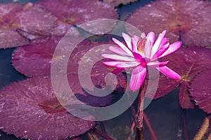 Beautiful Lotus in the pool