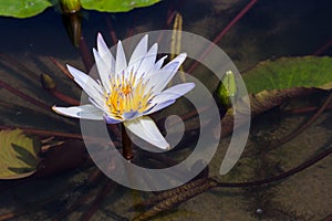 Beautiful Lotus in the pool