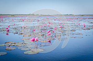 Beautiful lotus at Red Lotus Lake, Udonthani, Thailand