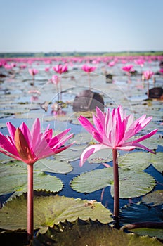 Beautiful lotus at Red Lotus Lake, Udonthani, Thailand
