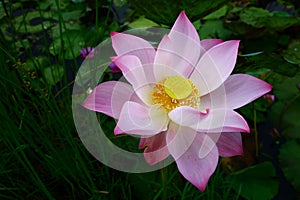 Beautiful lotus shining