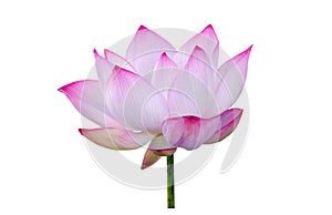 Beautiful lotus(Single lotus flower isolated on white background.