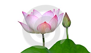 Beautiful lotus(Single lotus flower isolated on white background