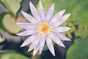 The beautiful lotus on the surface, with clear light, can put advertisement text in rich colors and clear images