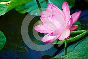 The beautiful lotus and water