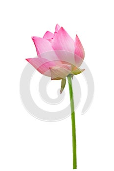 Beautiful lotusSingle lotus flower isolated on white backgrou