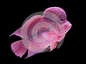 Beautiful louhan exotic pet fish in aquarium, flowerhorn chiclid fish, crossbreed