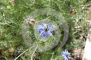 Beautiful love-in-a-mist in the garden