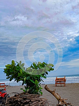 A Beautiful Love Tree on The Sagara Beach.