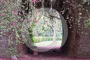 Beautiful love tunnel for love birds