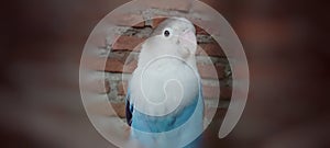 Beautiful lovebird  on blur background