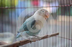 Beautiful lovebird  in the cage