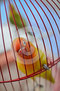 Beautiful lovebird  in the cage