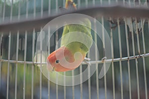 Beautiful lovebird  in the cage