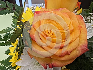 Beautiful lovely fresh Orange yellowish rose