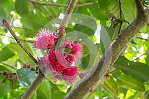 Beautiful lovely pink syzygium malaccense flower on it branch in a spring season at a botanical garden.