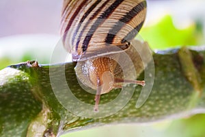 Beautiful lovely snail in grass with morning dew.