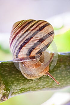 Beautiful lovely snail in grass with morning dew.